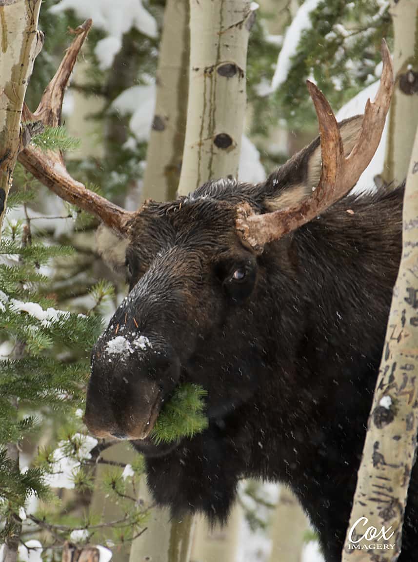 Moose At Rocky Mountain National Park - Cox Imagery